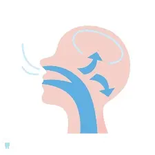 Illustration of a side profile showing mouth breathing airflow through nasal and oral passages towards the brain, indicated by arrows for an orthodontist in NYC